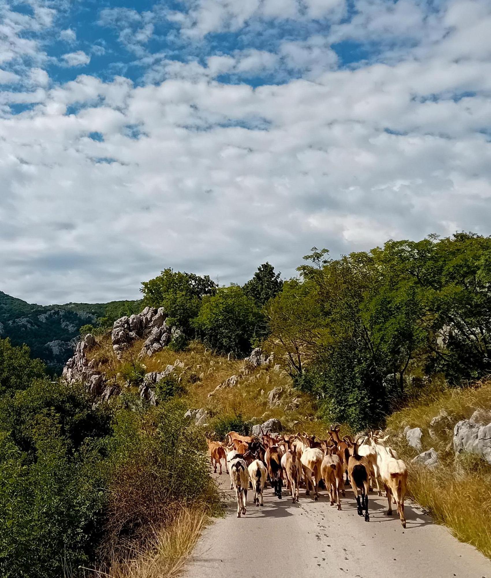 Konak Ugnji-Village Cetinje Exterior foto