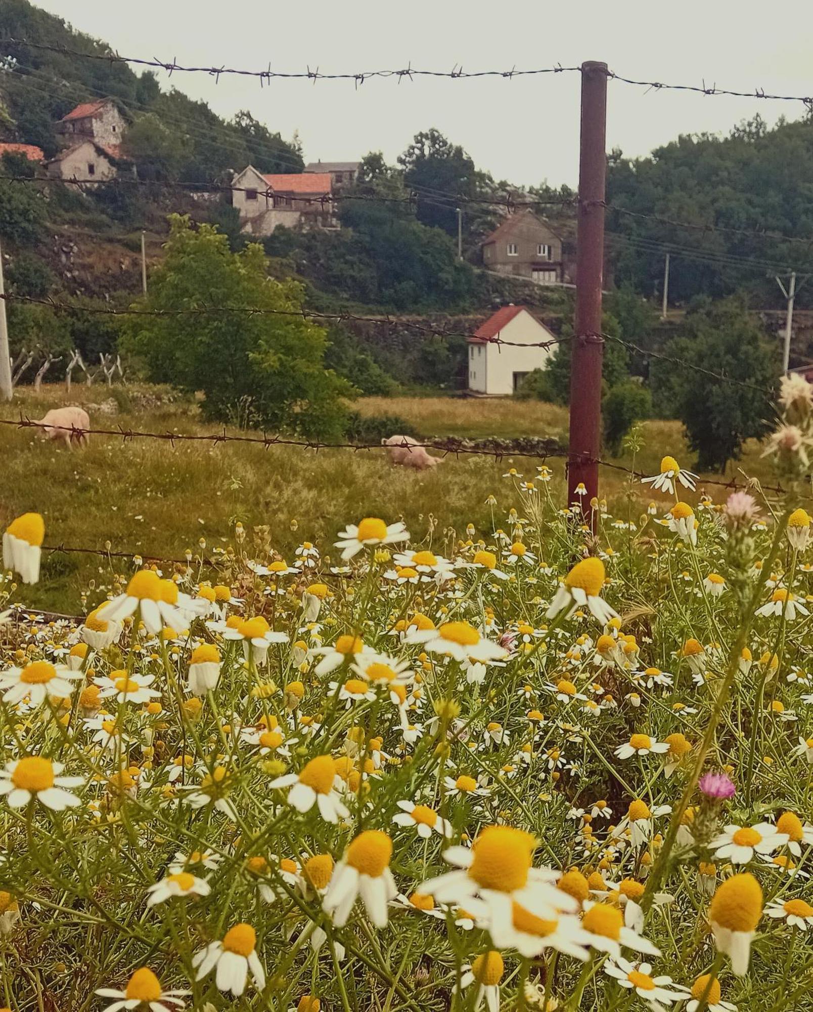 Konak Ugnji-Village Cetinje Exterior foto